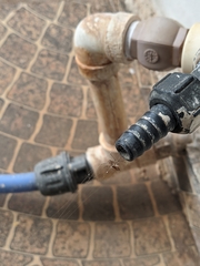 Latrodectus geometricus