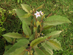 Solanum incanum
