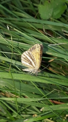 Isturgia limbaria