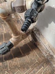 Latrodectus geometricus