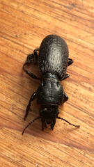 Mecodema crenaticolle