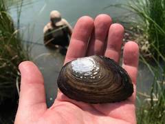 Anodonta nuttalliana