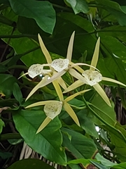 × Brassocattleya