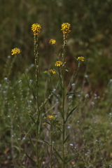 Erysimum marschallianum