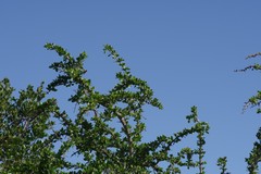 Canthium spinosum