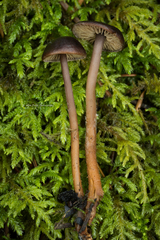 Gymnopus fuscopurpureus