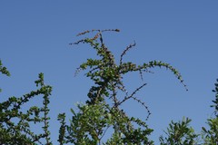 Canthium spinosum