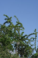 Canthium spinosum