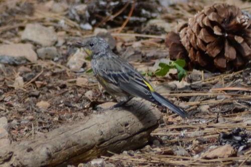 iNaturalist observation photo of Audubon's Warbler