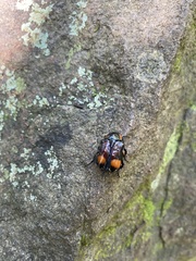 Scythropesthes bicolor