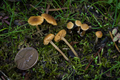 Galerina graminea