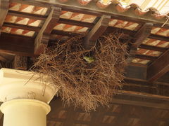 Myiopsitta monachus