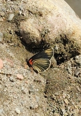 Chlosyne ehrenbergii