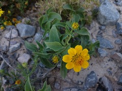 Heliopsis annua