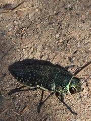 Lampetis auropunctata