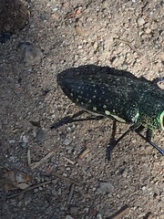 Lampetis auropunctata