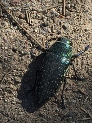 Lampetis auropunctata