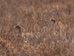 Eupodotis vigorsii vigorsii