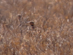 Eupodotis vigorsii vigorsii