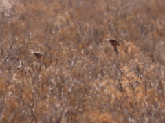 Eupodotis vigorsii vigorsii