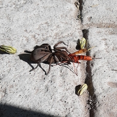 Tachypompilus mendozae