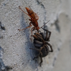 Tachypompilus mendozae