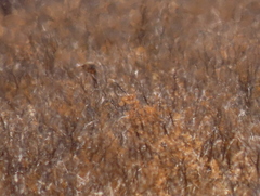 Eupodotis vigorsii vigorsii