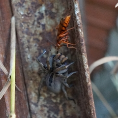 Tachypompilus mendozae