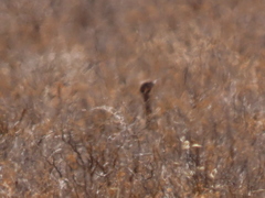 Eupodotis vigorsii vigorsii
