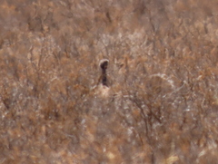 Eupodotis vigorsii vigorsii