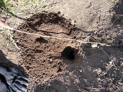 Cratogeomys merriami