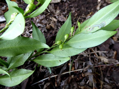 Sarcococca confusa