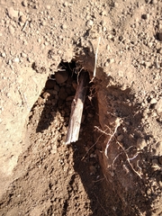 Cratogeomys merriami