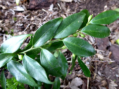 Sarcococca confusa