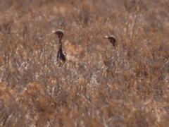 Eupodotis vigorsii vigorsii