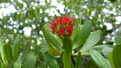 Lumnitzera littorea