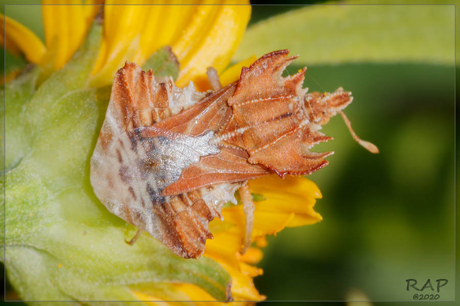 Phymata fortificata