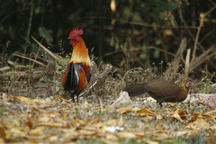 Gallus gallus spadiceus