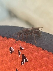 Ectatomminae