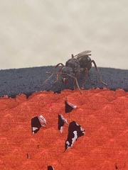 Ectatomminae