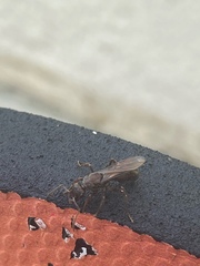 Ectatomminae