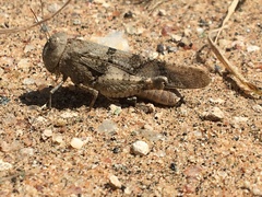 Pycnodictya galinieri