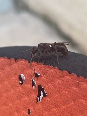 Ectatomminae