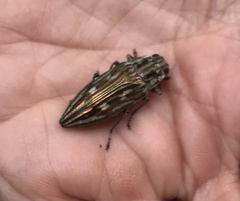 Chalcophora georgiana