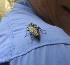 Chalcophora georgiana