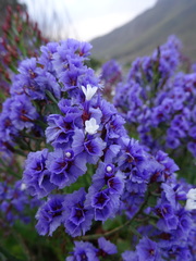 Limonium preauxii