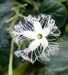 Trichosanthes cucumerina