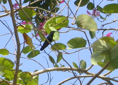 Anthracothorax dominicus
