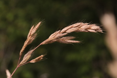 Bromus hordeaceus