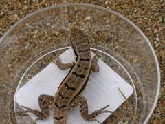 Leiocephalus personatus